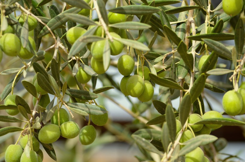 olivas, olives, fruit