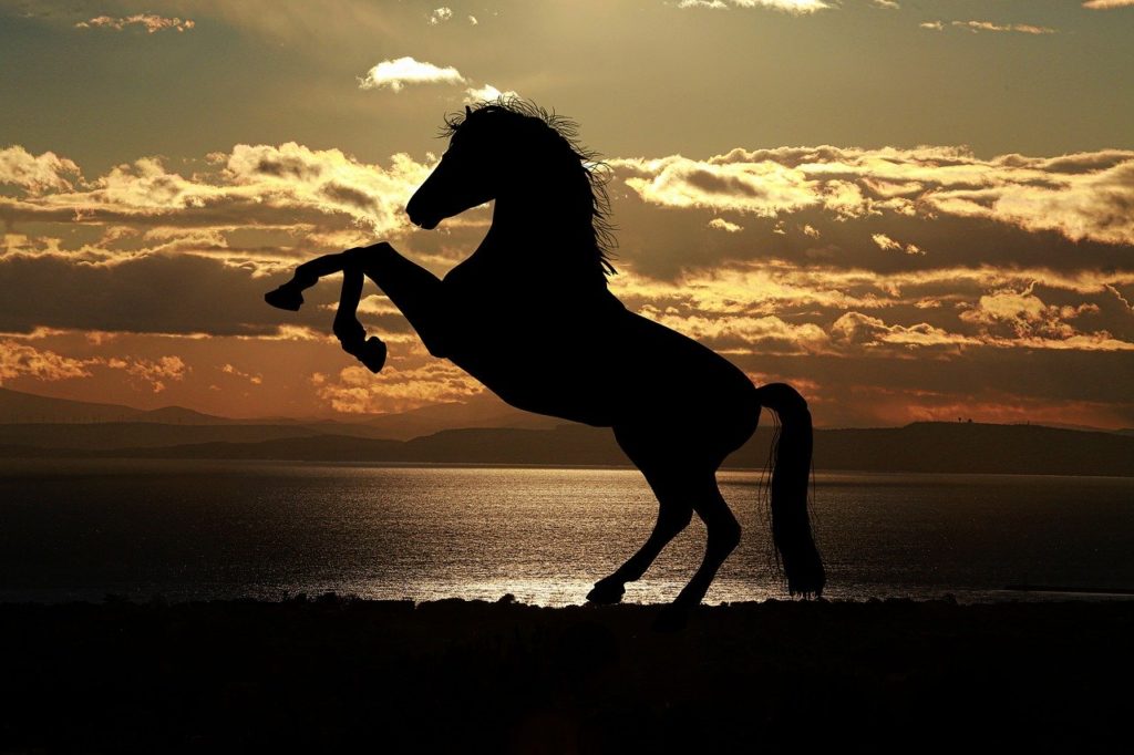 horse, sunset, sea
